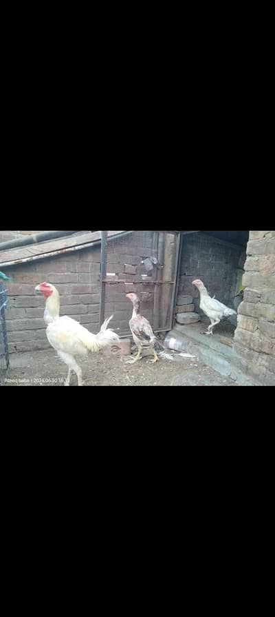 2 madiya 1 male