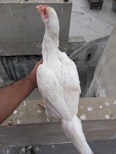 Qandhari x Parrot Beak