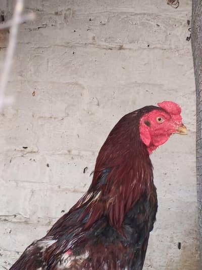 aseel hen for sale