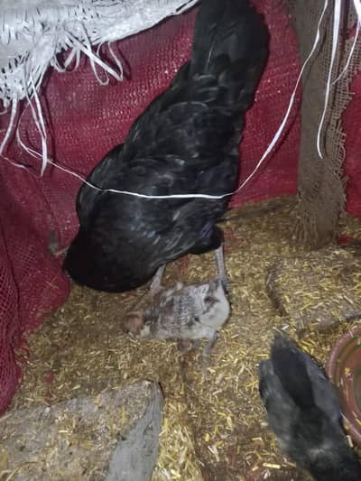 Hen with One aseel Chick and One Pure Egyptian fouymi chick