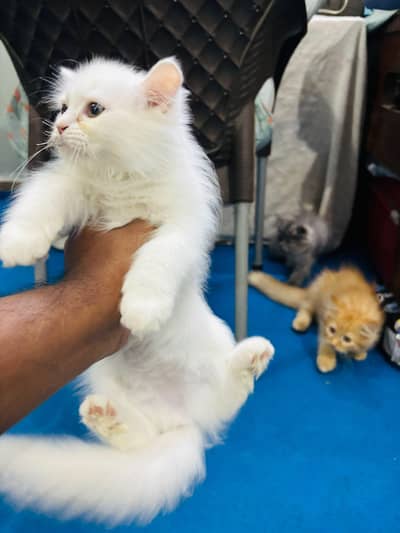 Persian kittens for sell
