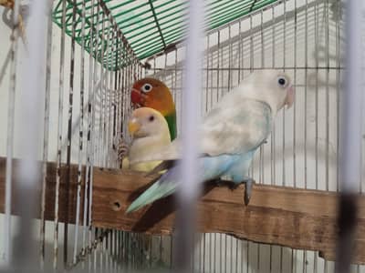 3 love bird one pigeon