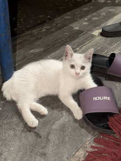Persian White Male Kitten