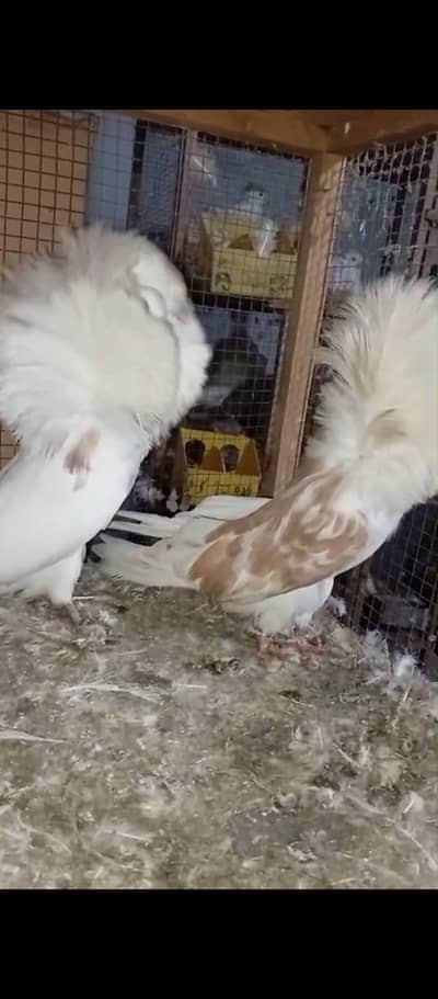 brider pair , triple hood, very unique pair
