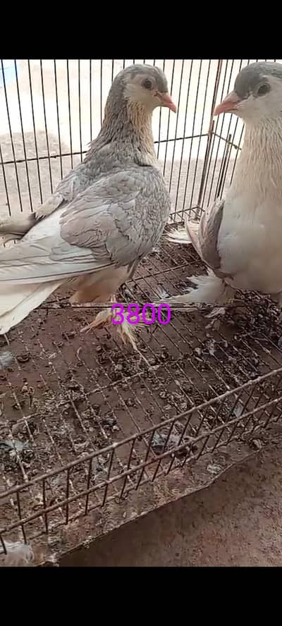 sherazi and mukhi