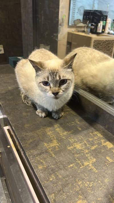 semi persian mix breed cats for adoption