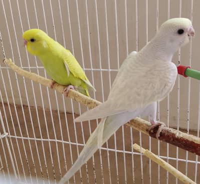 AUSTRALIAN PARROT HOME BREED