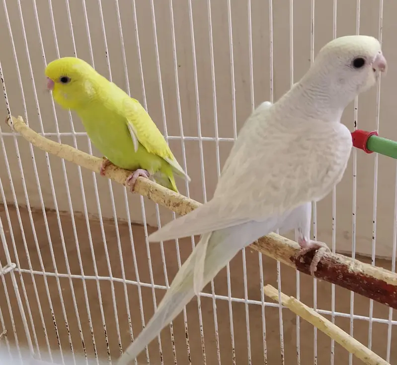 AUSTRALIAN PARROT HOME BREED