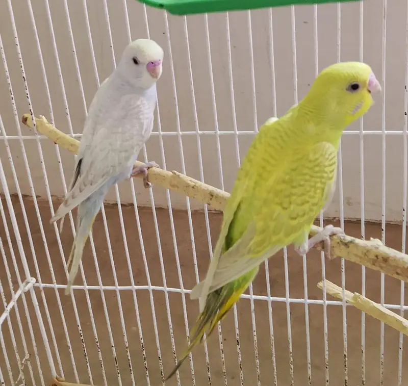 AUSTRALIAN PARROT HOME BREED — photo 2