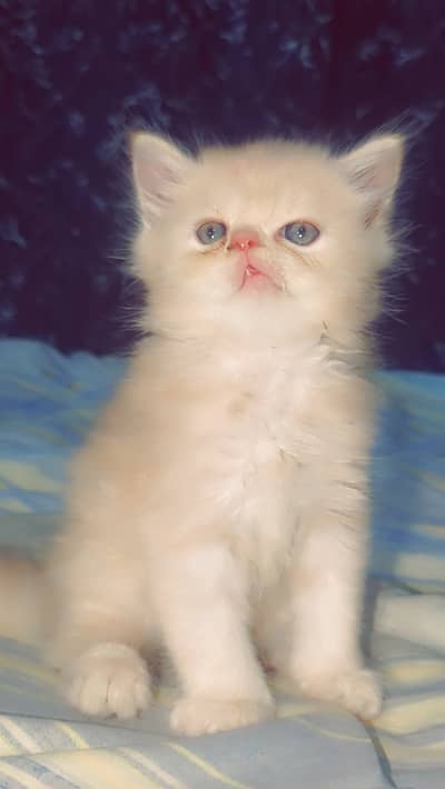 One kitten price 10k
