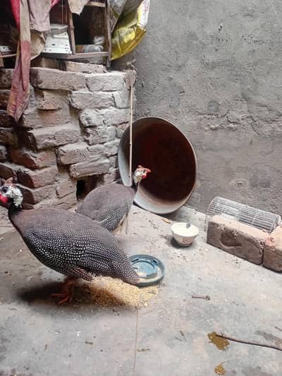 Guinea fowl (chakoor) pair available 03350661457
