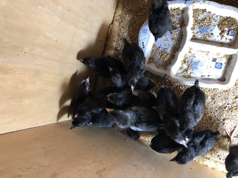 Austrlop chicks 0