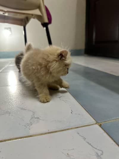 4 beautiful kittens for sale