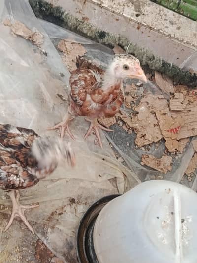 2 female Aseel Pair | Aseel Mianwali pathe