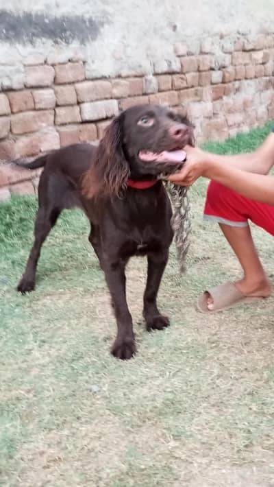 Boykin spaniel dog for urjant sale