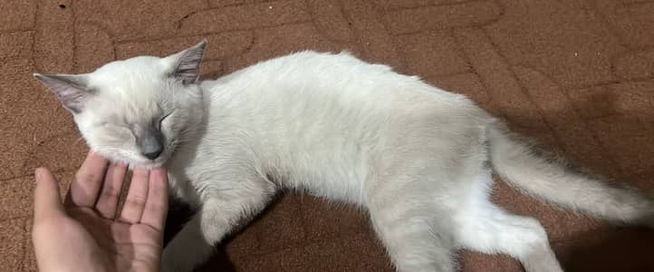 A siamese male cat so friendly so careing