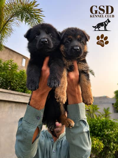German shepherd puppy \ gsd puppies \ long caot \ gsd dog