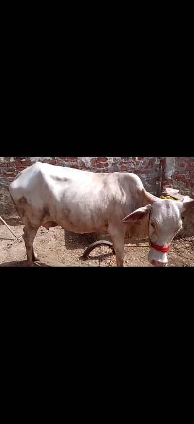 Ghulabi nukri dasi cross cow, Gaban 2.5 month sath ma Ghulabi bachri