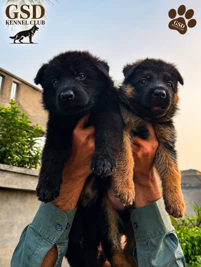 Long coat German shepherd puppy \ gsd puppies \ gsd dog