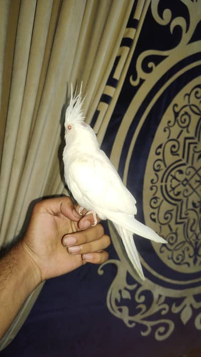 white red eyes cocktail