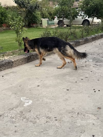 German Shepherd