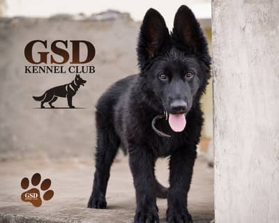 Black shepherd | black german shepherd | long coat | gsd puppies