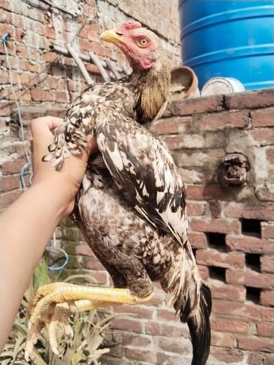aseel Sindhi jawa