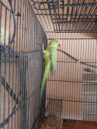 on mood taking full breeder female 03267651269