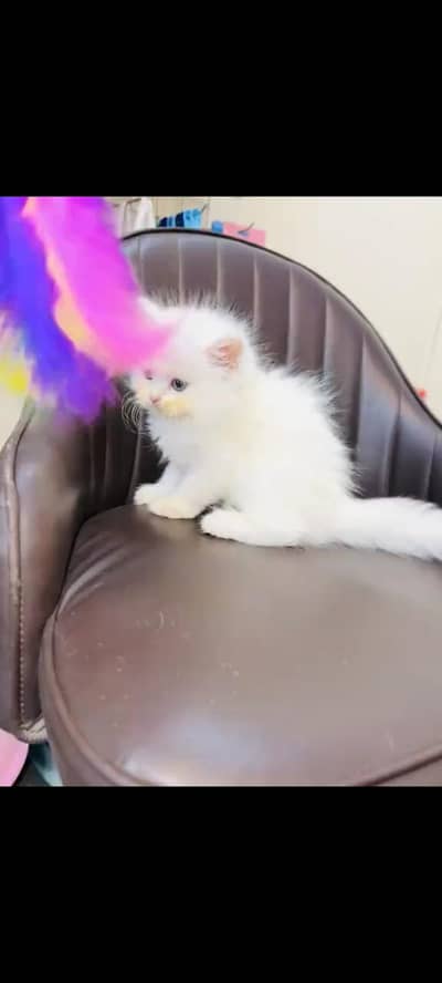 persian cat for sale MywatsapppNumber 0320-19-06-573