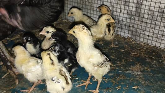bermi quality chicks healthy and active