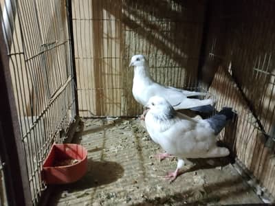 Kalduma pair