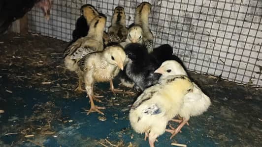 Bermi chicks | Bermi| Burmi chick | Burmi | Chick| chicks Bermi|