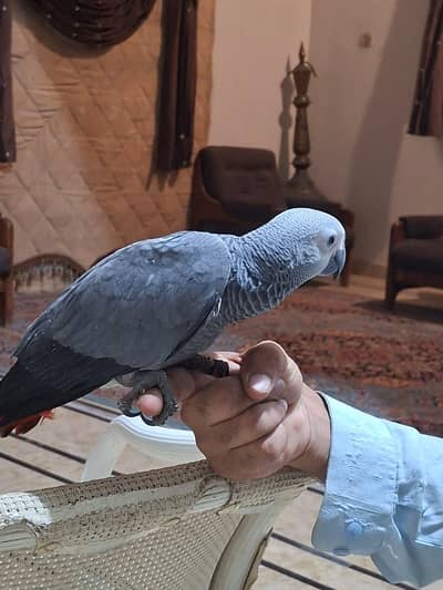 African gray parrot