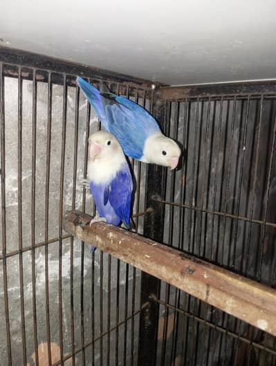 opline palefallow pair number 03o17l9o36five