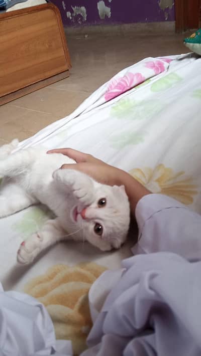 Semi long Persian Mix