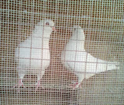 KING fancy birds