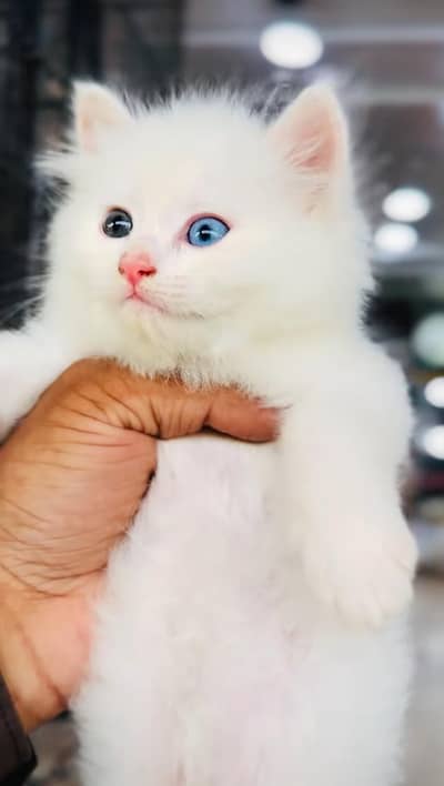 pure Persian cats vaccinated triple coated/WhatsApp 03254583038