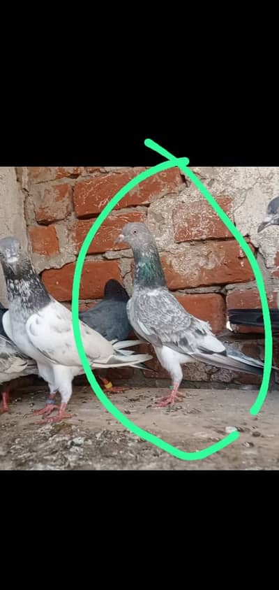 High quality golden kamagar sadna dub waly pigeon chicks for sale