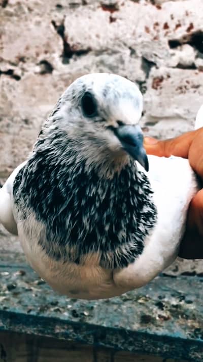 Pure sialkoti choha kabootar piegon