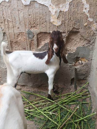 3 se 4 month k Bakra bakri path