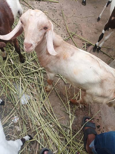 3 se 4 month k Bakra bakri path