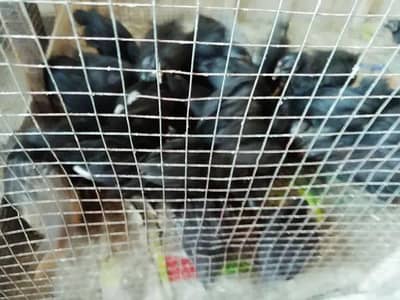 Astralope aur fancy chicks for sale