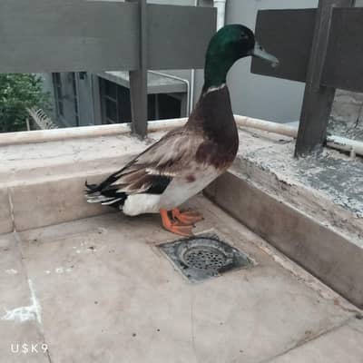 Green Headed Quality Male