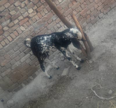 Bakra
