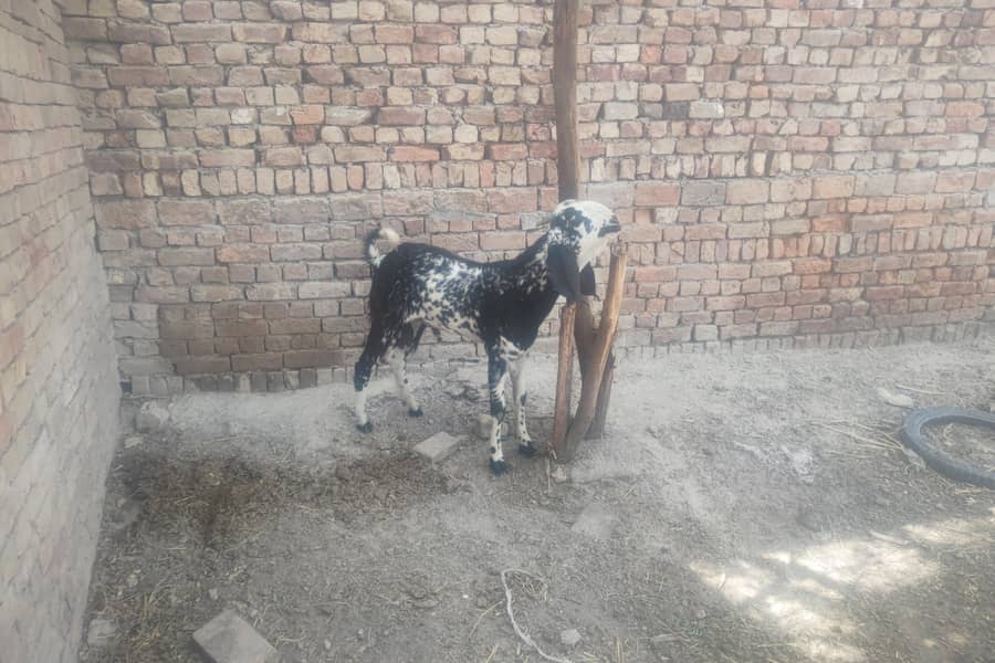 Bakra 1