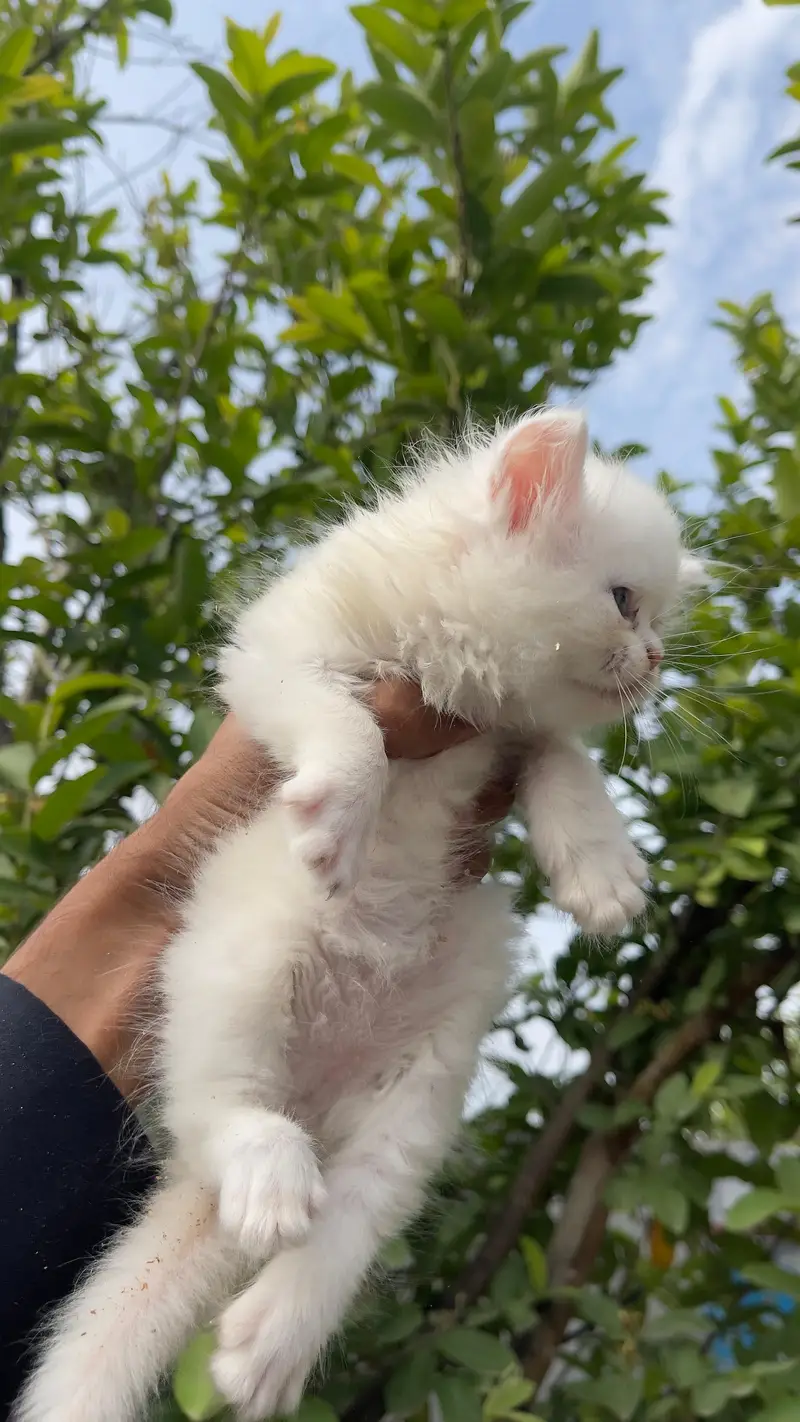 persain Cate kitten for sale Sami punch colour White tripal Cote — photo 5