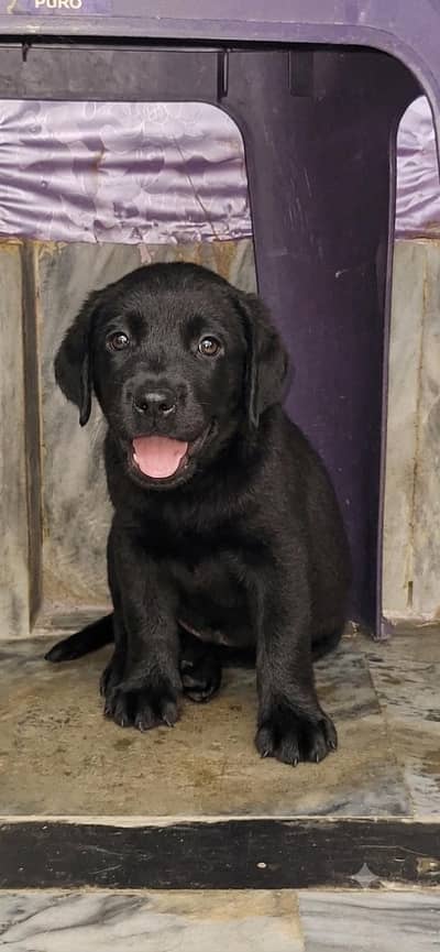 champion bloodline puppies show quality