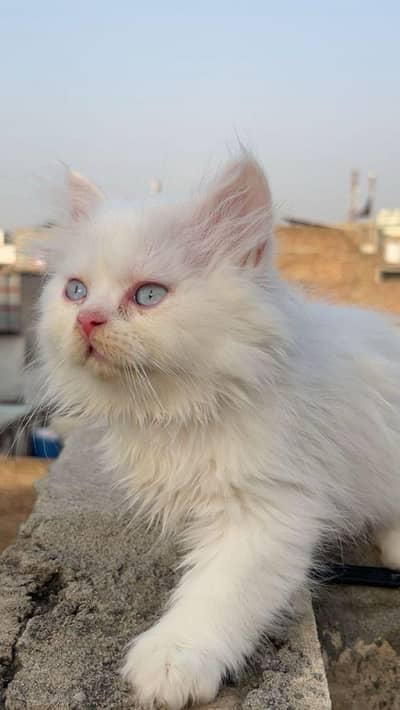 female kittens
