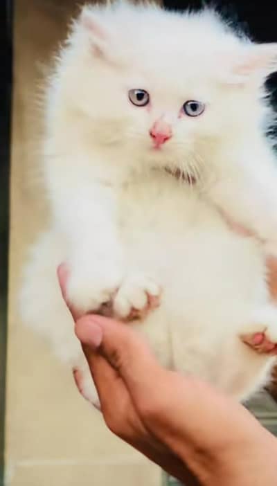 pure Persian cats vaccinated triple coated/WhatsApp 03254583038
