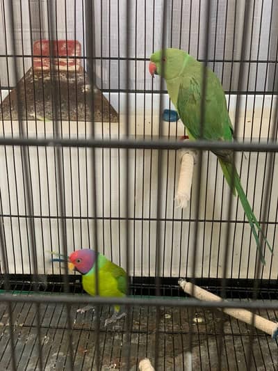 Plum Head (Male) & Green Ringneck (Female) Available